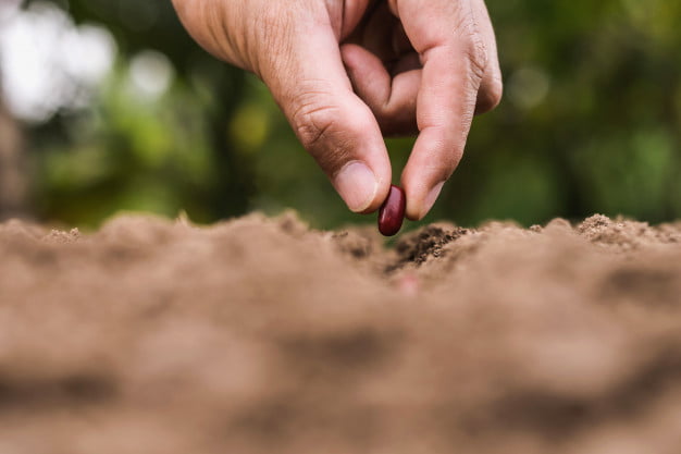 agricultura-mano-plantando-semillas-frijoles-rojos-suelo_34152-550