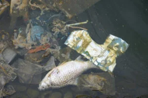 Pez muerto y residuos en agua contaminada
