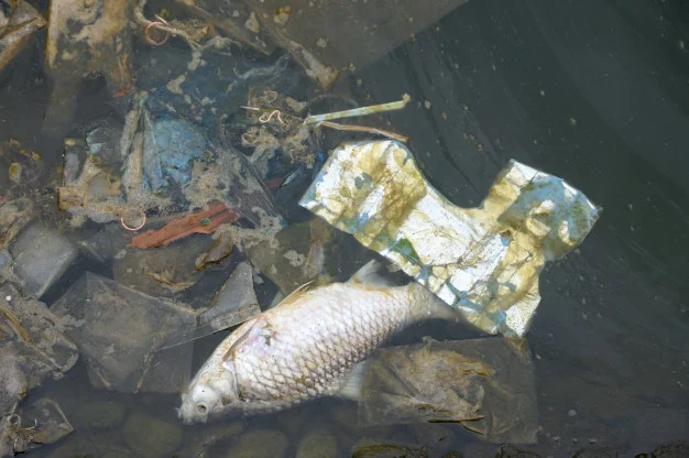 Pez muerto y residuos en agua contaminada