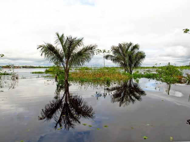 rio-amazonas-peru-brasil-america-sur_134785-5645