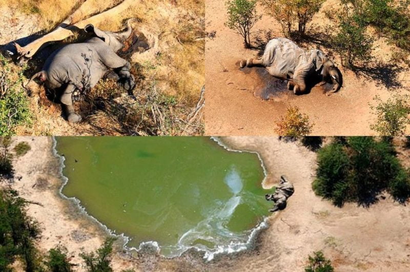 Africa