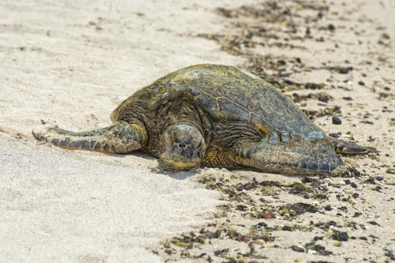 tortuga
