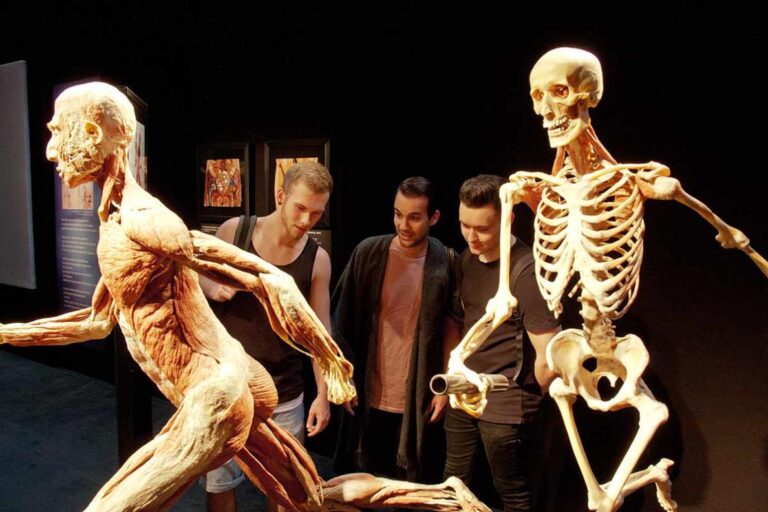 El Museo de España acoge la controvertida exposición «Bodies, cuerpos humanos reales»