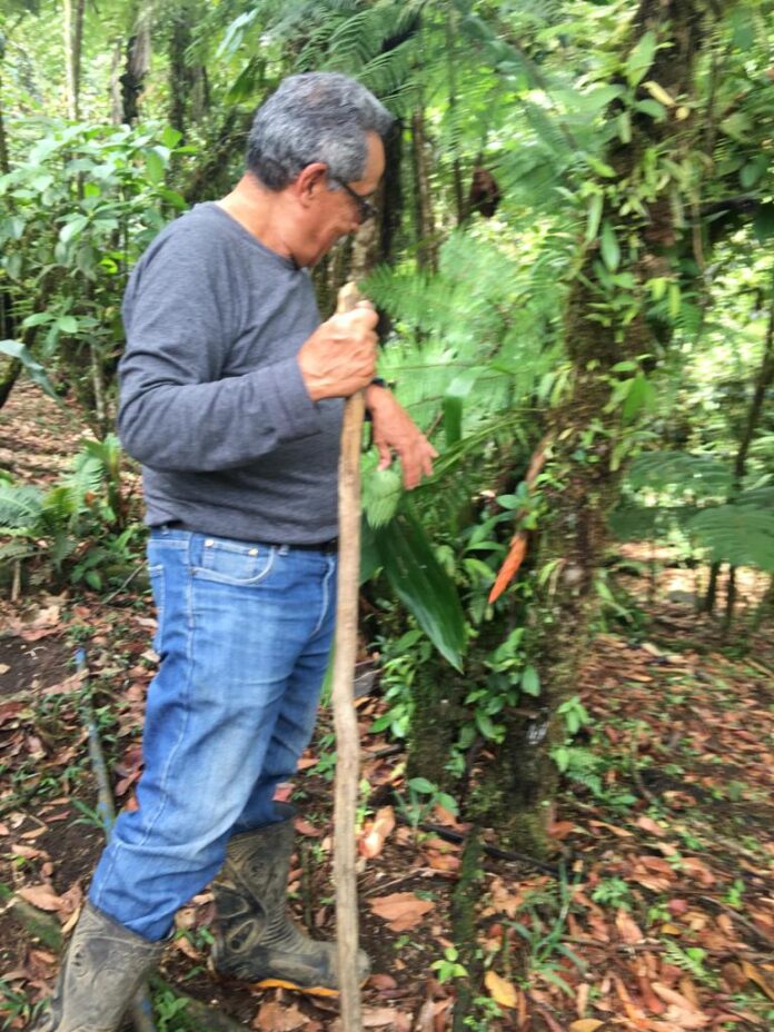 antuarias 1