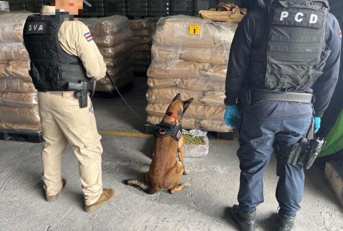 03-09-2022 PCD Y SVA 3.1 TONELADAS DE MARIHUANA DECOMISADAS - 001 Autoridades inspeccionan paquetes con ayuda de un perro