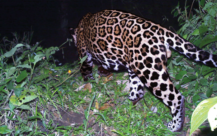 Barbilla-Destierro-Paso-Jaguar-ICE