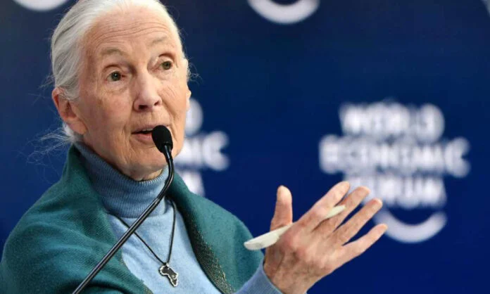 Jane Goodall durante una conferencia