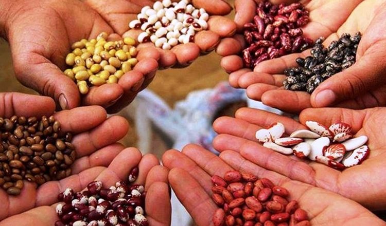 Aportación de más de 1 Tonelada a Campesinos Morelienses
