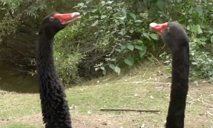 cisnes gays