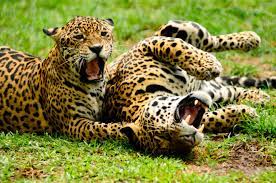 tigres