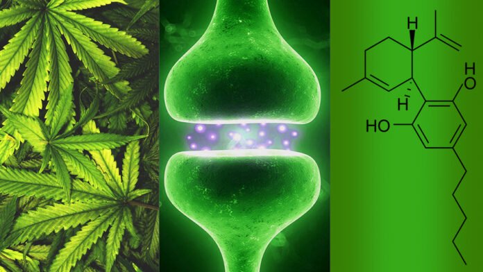 endocannabinoide-