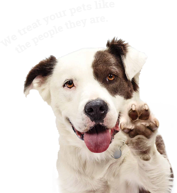 Perros 3 Perro y gato juntos sobre un fondo claro