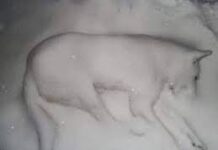 Autopsias a perros congelados en Batán revelan posible crueldad animal en caso vinculado al narcotráfico