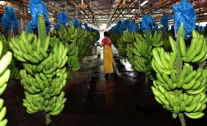 Finca Cobana. Exportadora de banano.