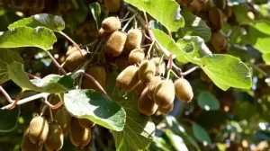 El kiwi mejora el tránsito intestinal de forma natural y efectiva, según estudios científicos citados por una gastroenteróloga de Harvard