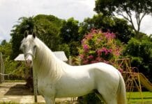 Proponen desfile de caballistas 2027