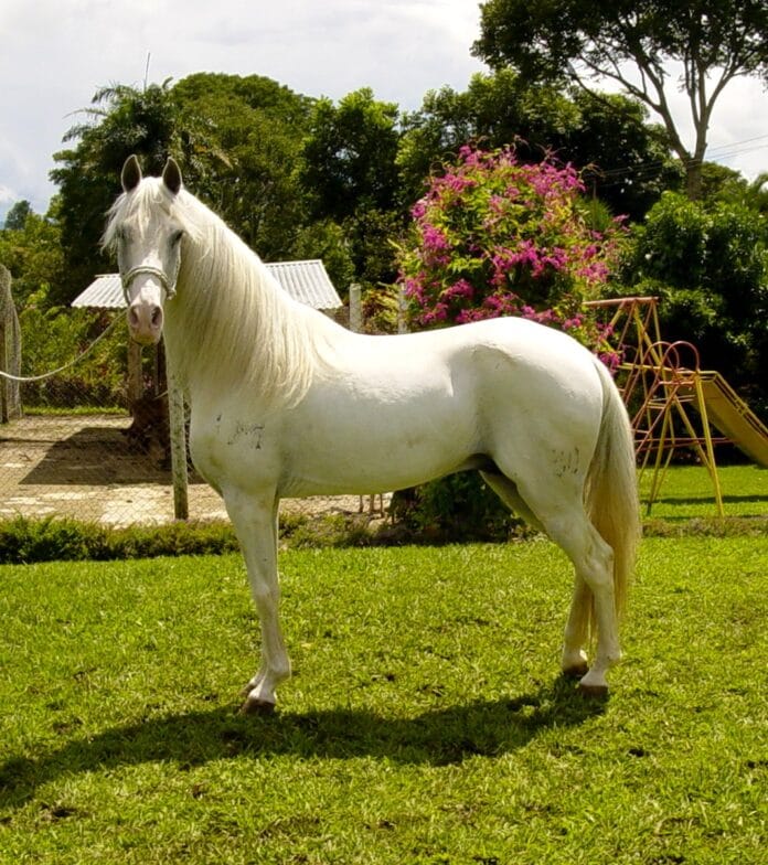 Caballo_costarricense