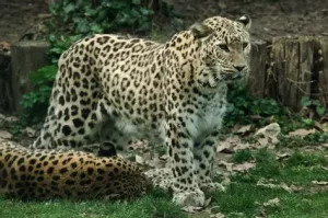 Leopardo del Cáucaso
