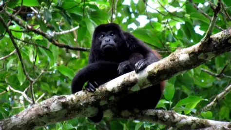 mono congo
