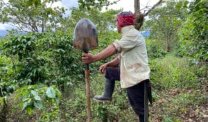 Migrantes trabajando en la cosecha de café en Costa Rica, contribuyendo significativamente a la economía nacional.